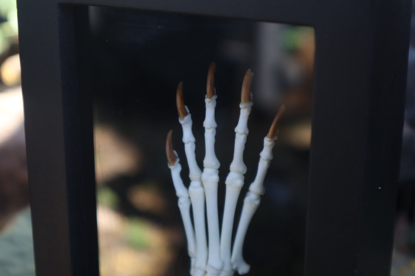 Raccoon Paw Articulation