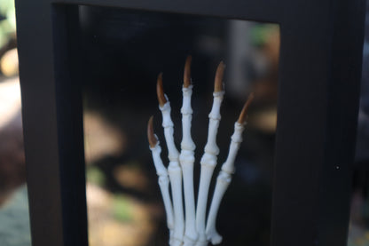 Raccoon Paw Articulation