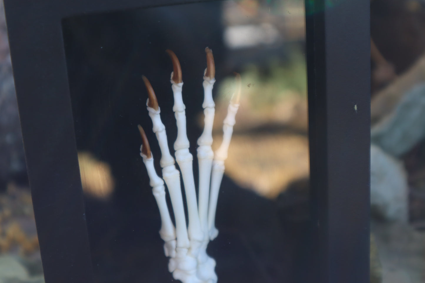 Raccoon Paw Articulation
