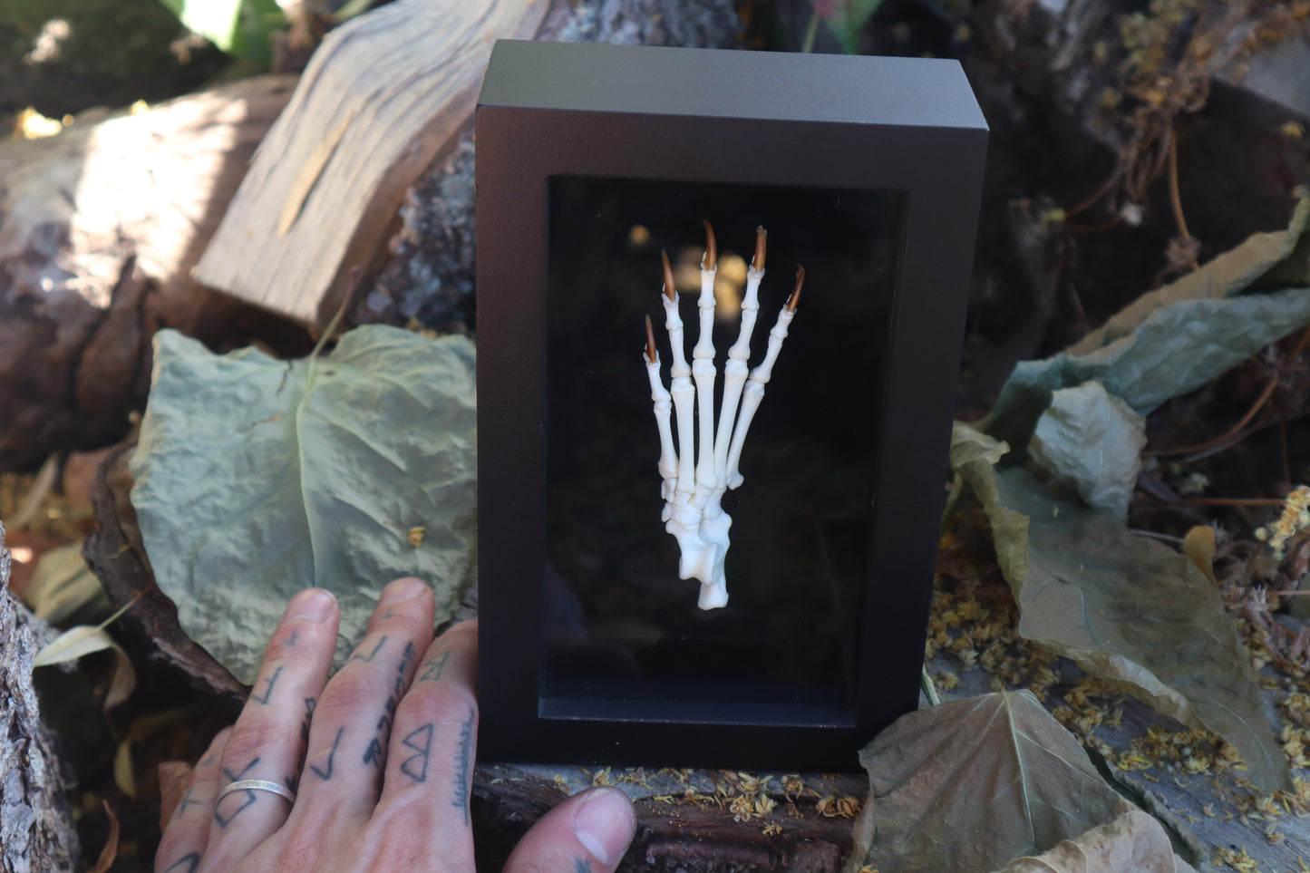 Raccoon Paw Articulation