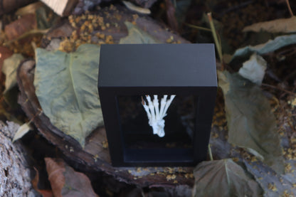 Raccoon Paw Articulation
