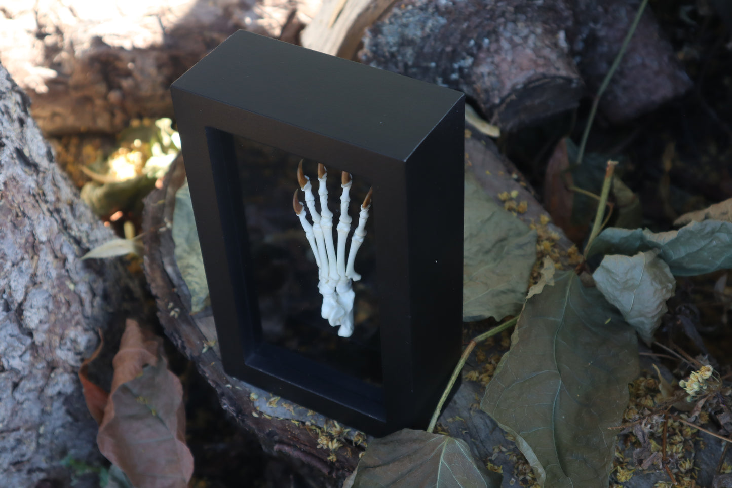 Raccoon Paw Articulation