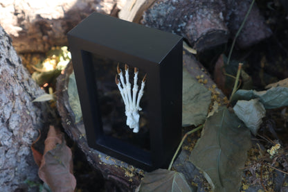 Raccoon Paw Articulation
