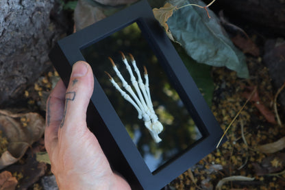 Raccoon Paw Articulation