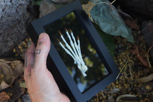 Raccoon Paw Articulation