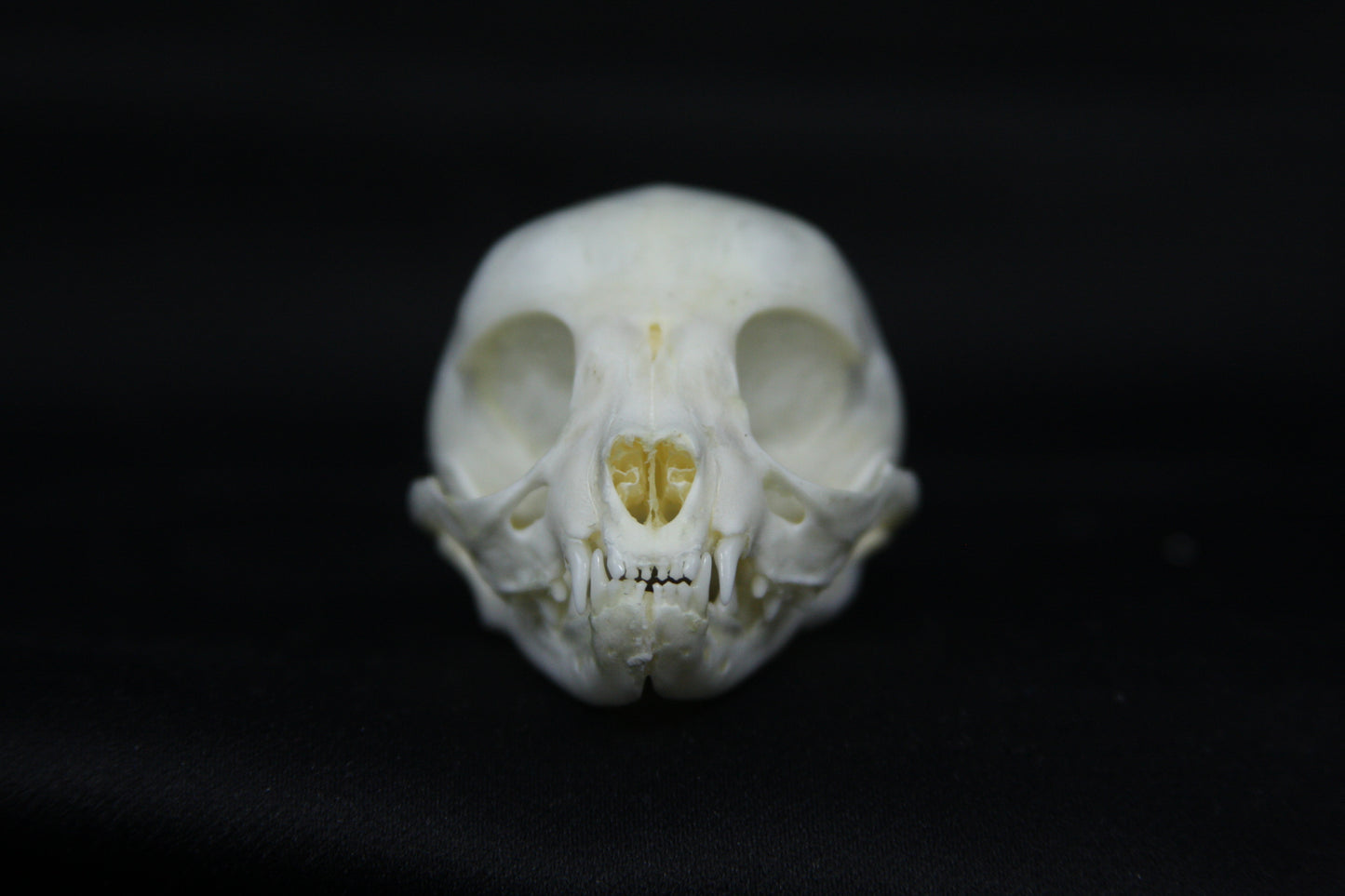 Kitten Skull