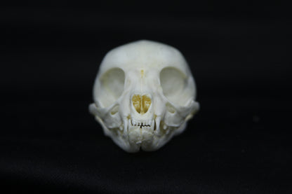Kitten Skull