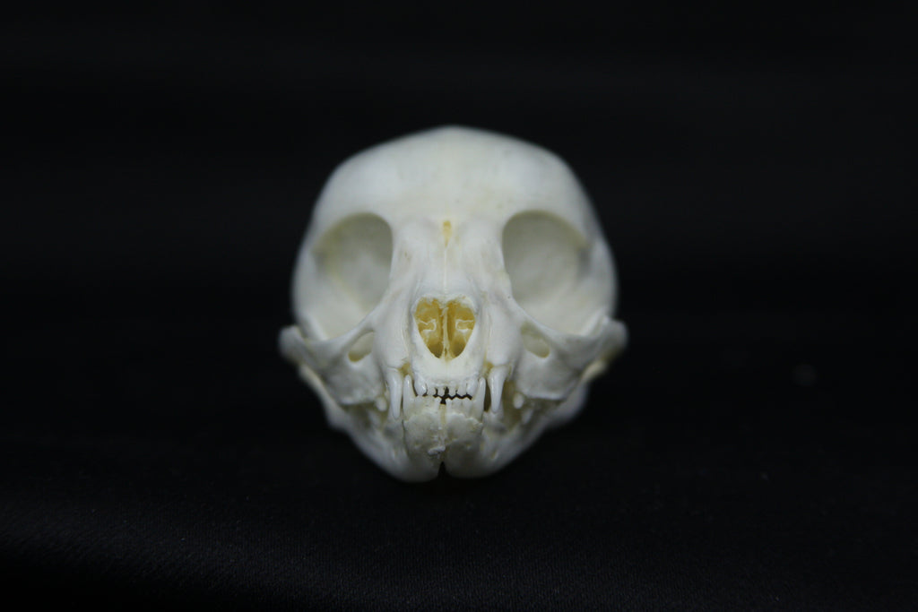 Kitten Skull