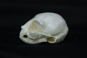 Kitten Skull