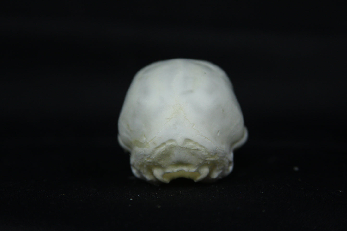 Kitten Skull