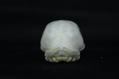 Kitten Skull