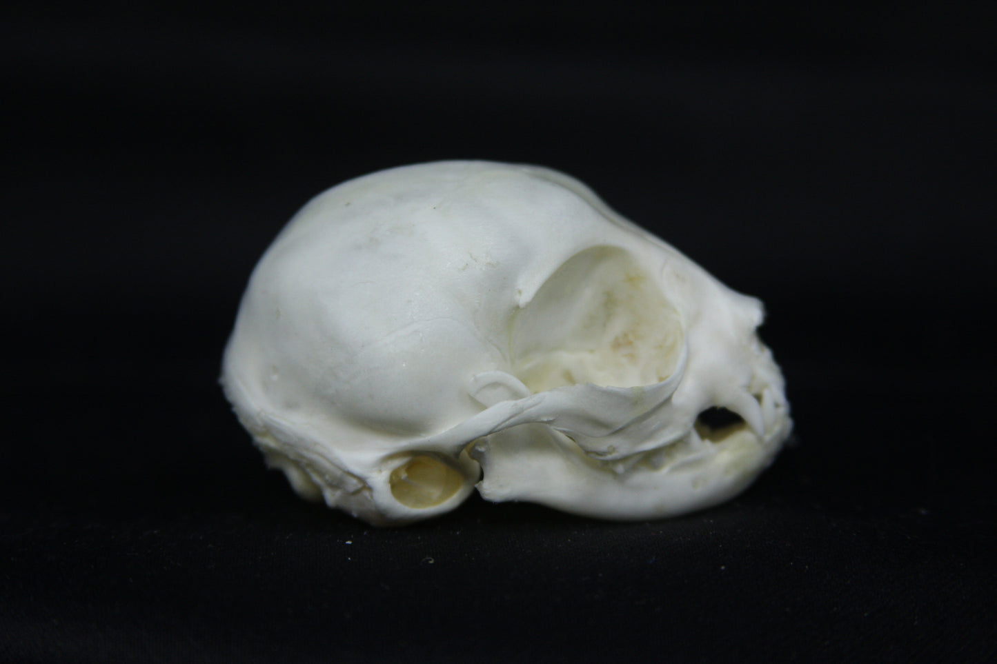 Kitten Skull