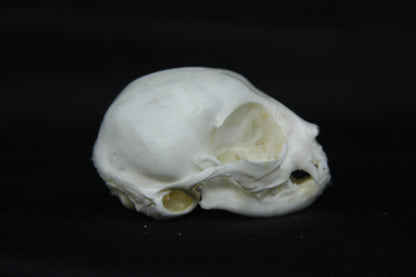Kitten Skull