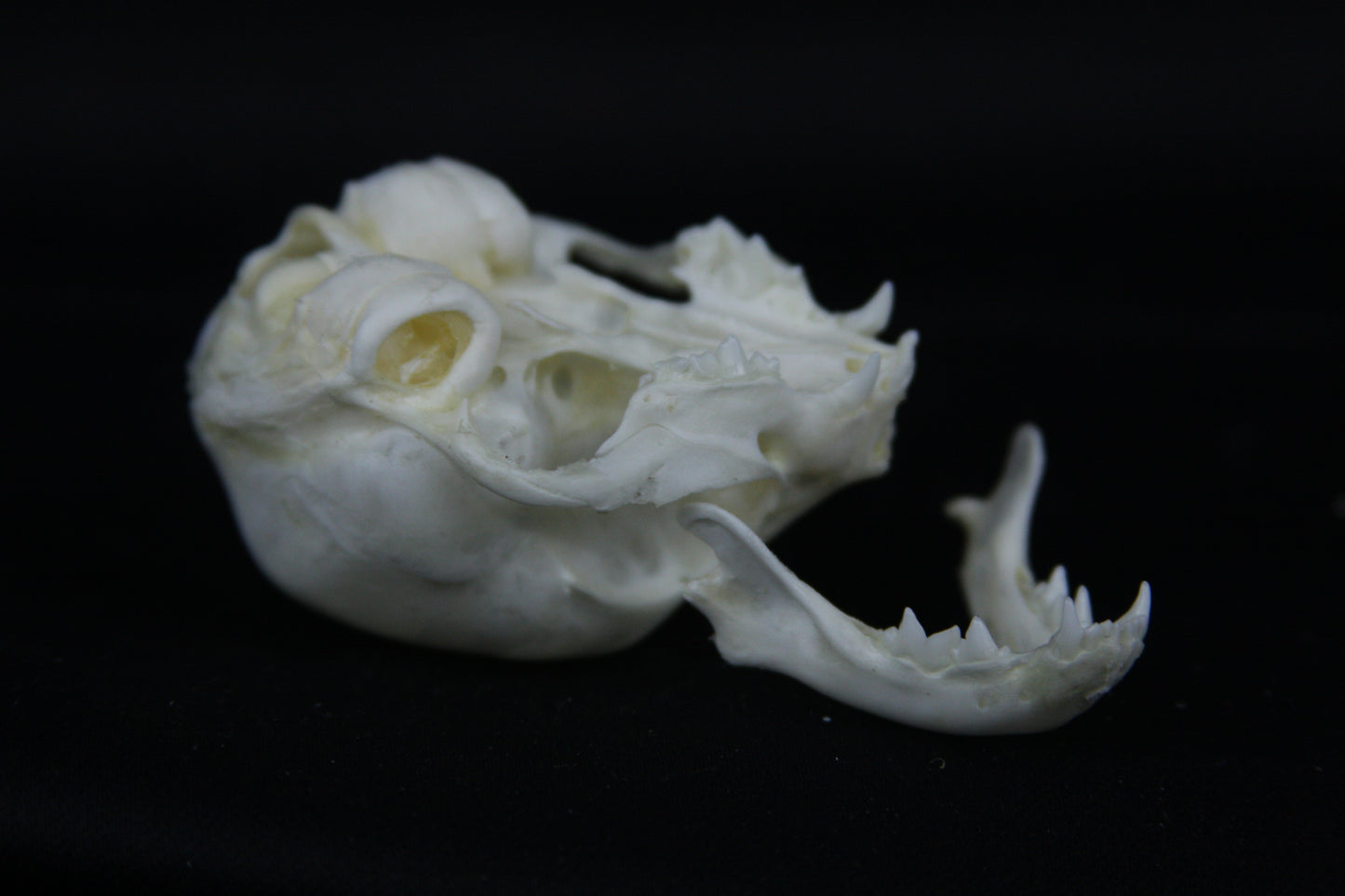 Kitten Skull