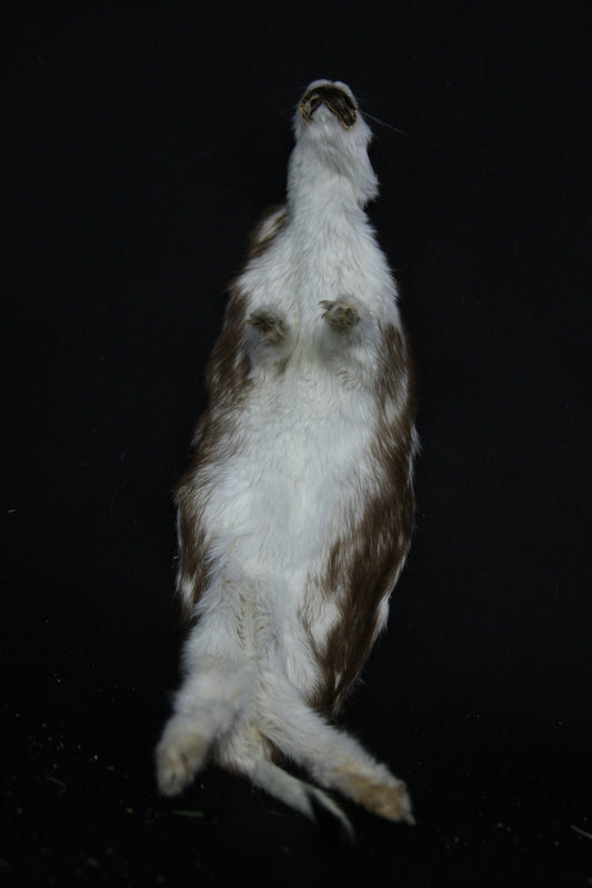Soft Tanned Color Changing Weasel