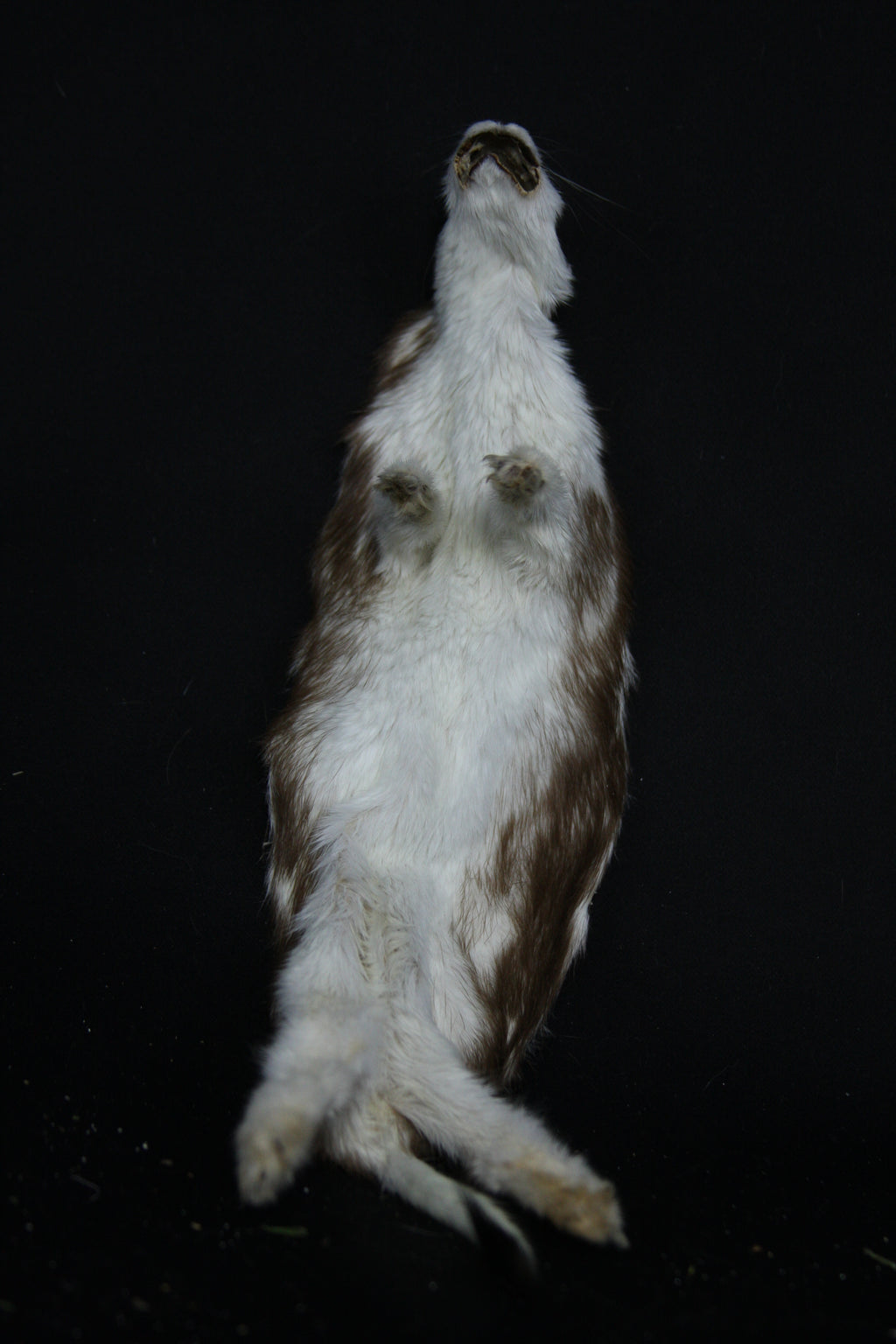 Soft Tanned Color Changing Weasel
