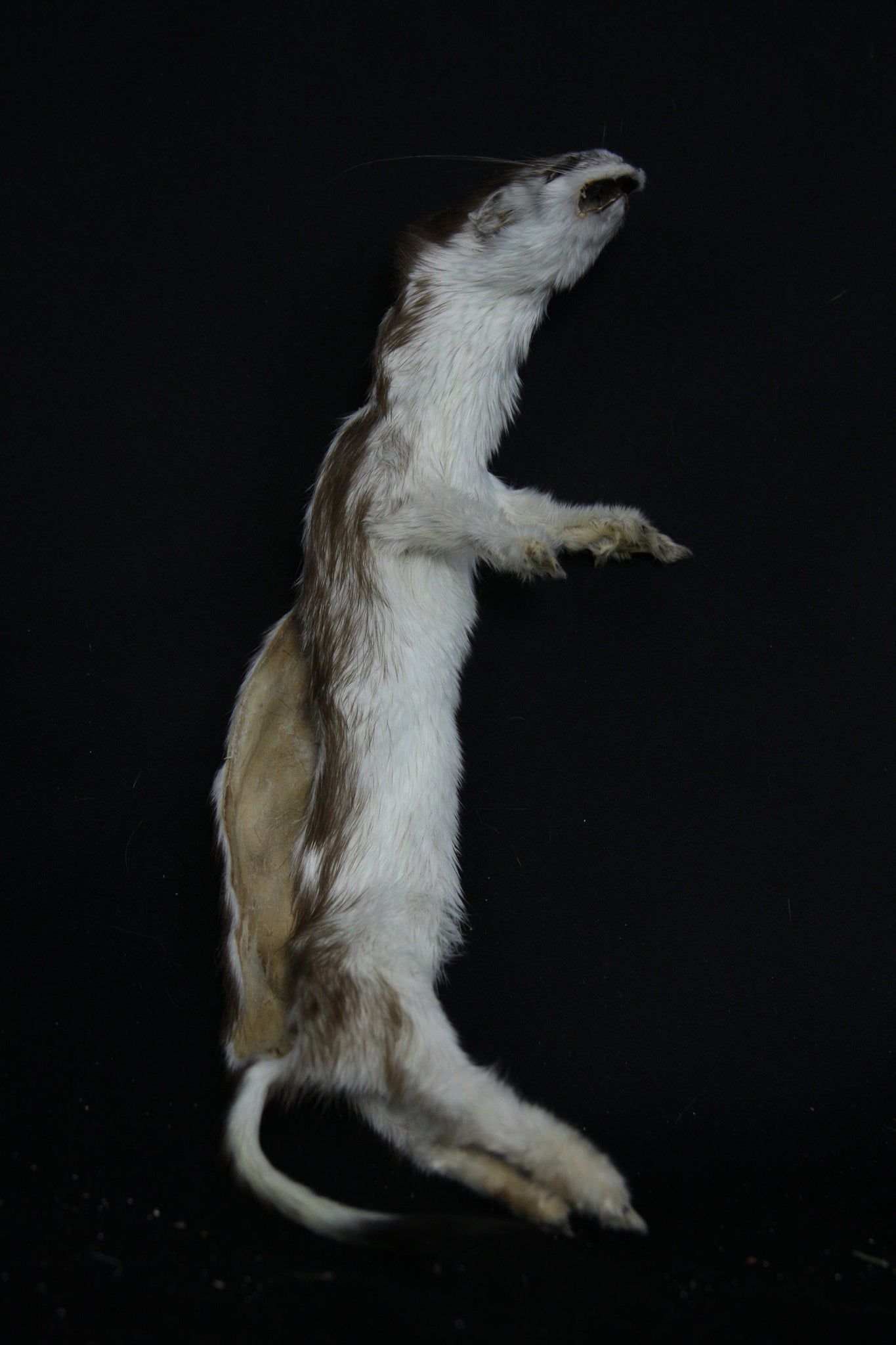 Soft Tanned Color Changing Weasel