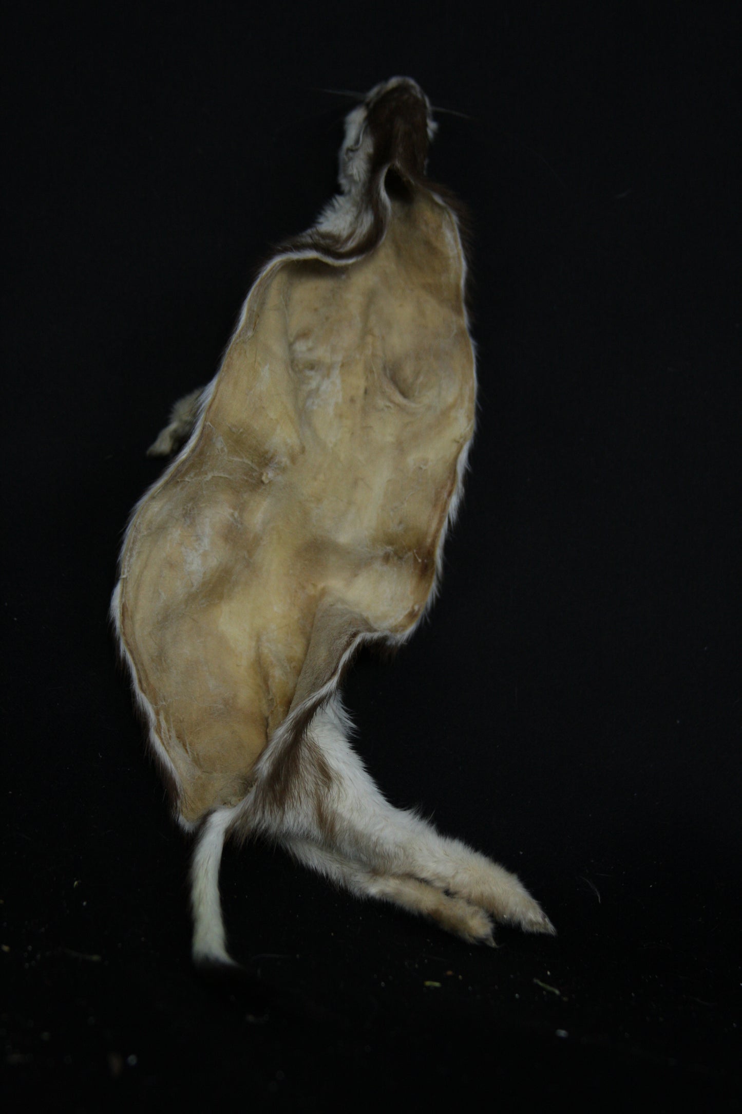 Soft Tanned Color Changing Weasel