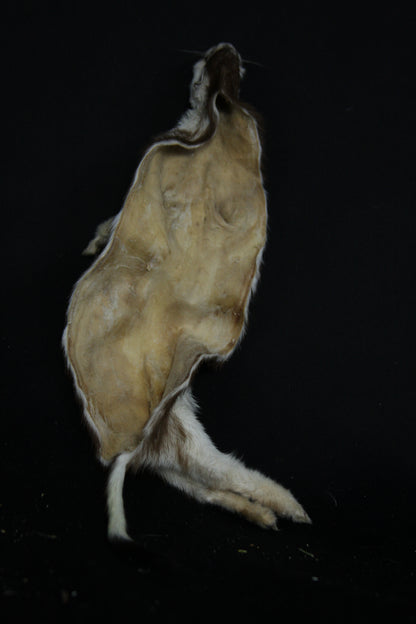 Soft Tanned Color Changing Weasel