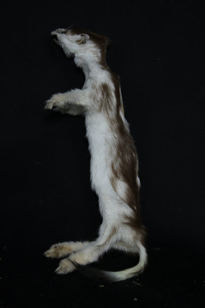 Soft Tanned Color Changing Weasel