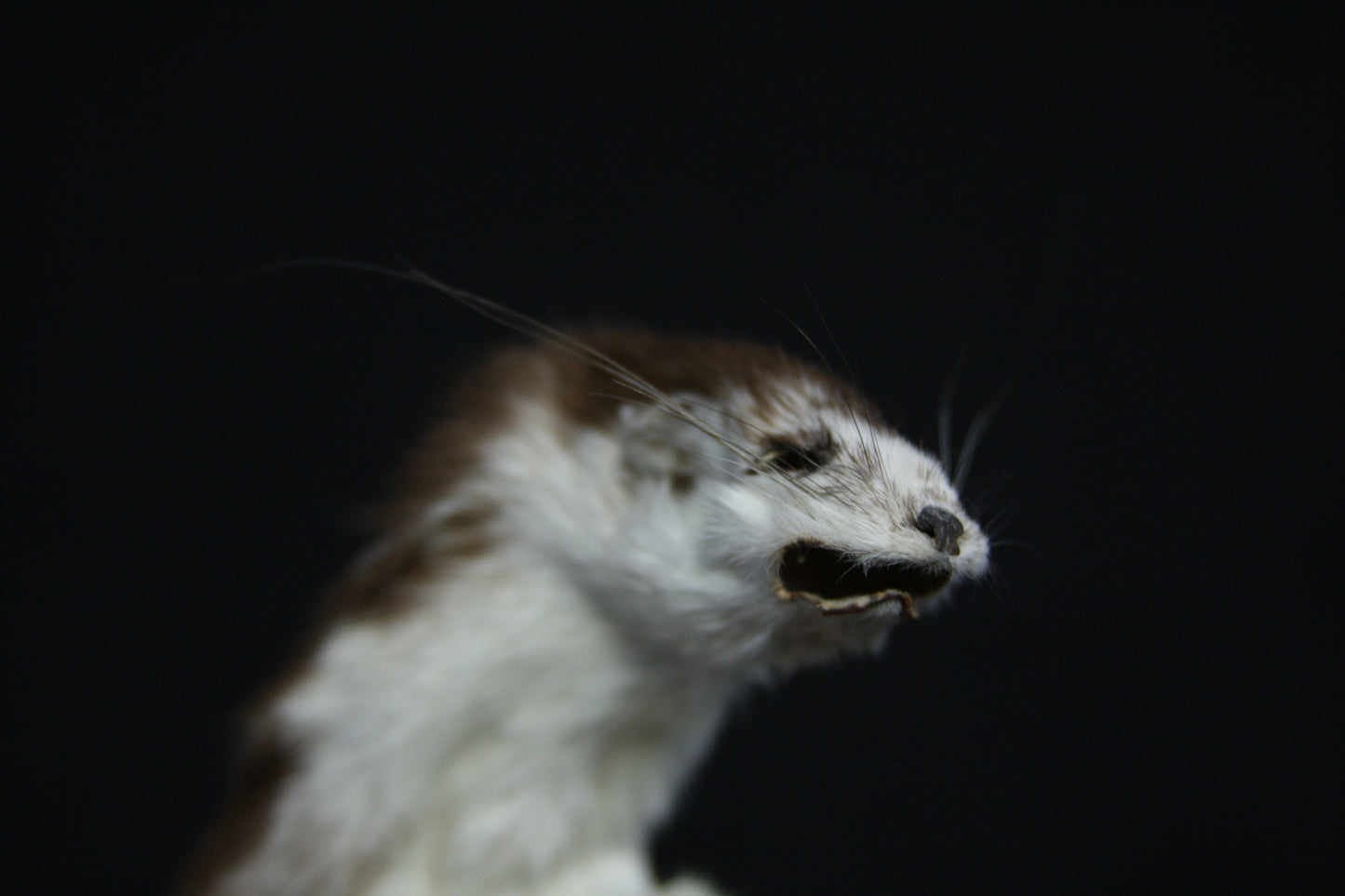 Soft Tanned Color Changing Weasel