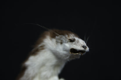 Soft Tanned Color Changing Weasel