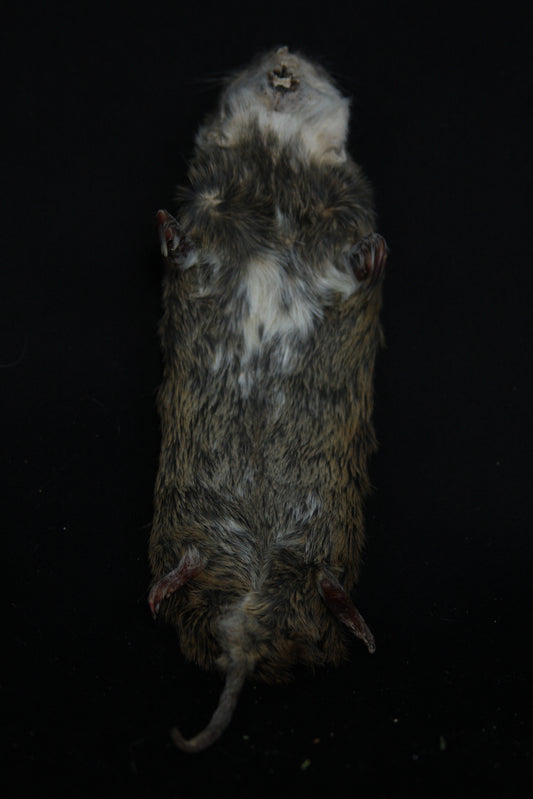 Soft Tanned Gopher