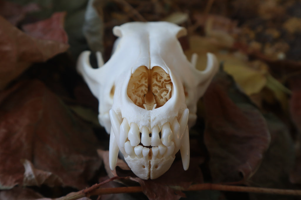 Coyote Skull