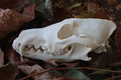 Coyote Skull