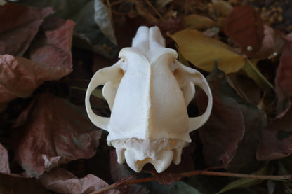 Coyote Skull
