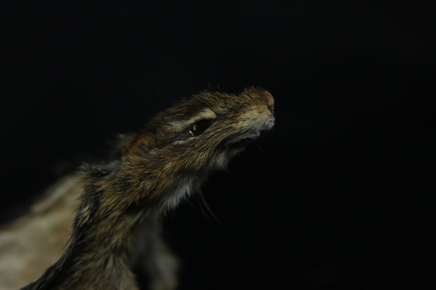Soft Tanned Chipmunk