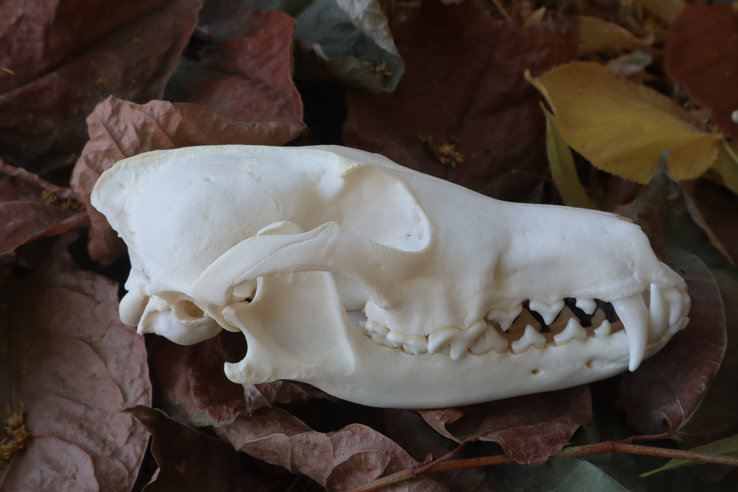 Coyote Skull