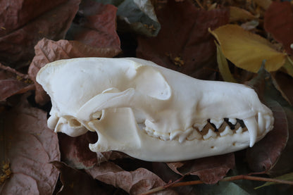 Coyote Skull