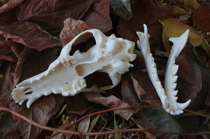 Coyote Skull