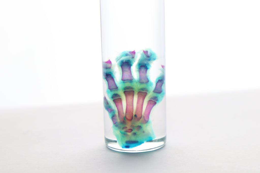 Diaphonized Kitten Paw