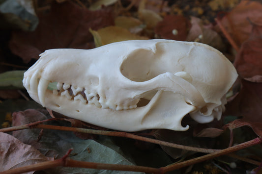Red Fox Skull