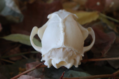 Red Fox Skull
