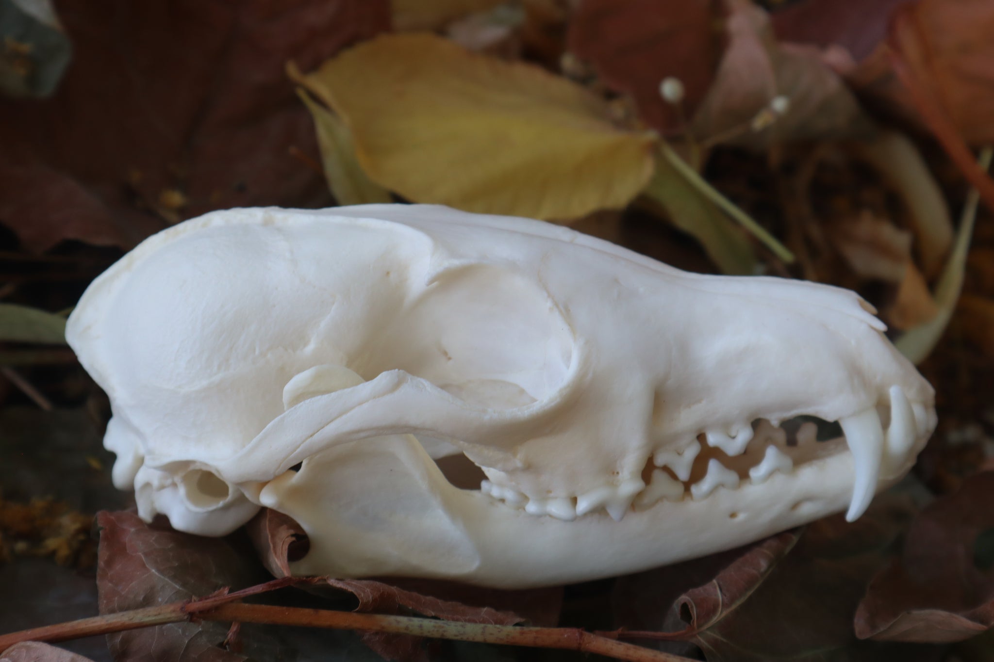 Red Fox Skull – Freyja's Forest