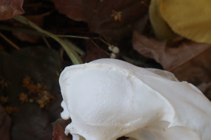 Red Fox Skull