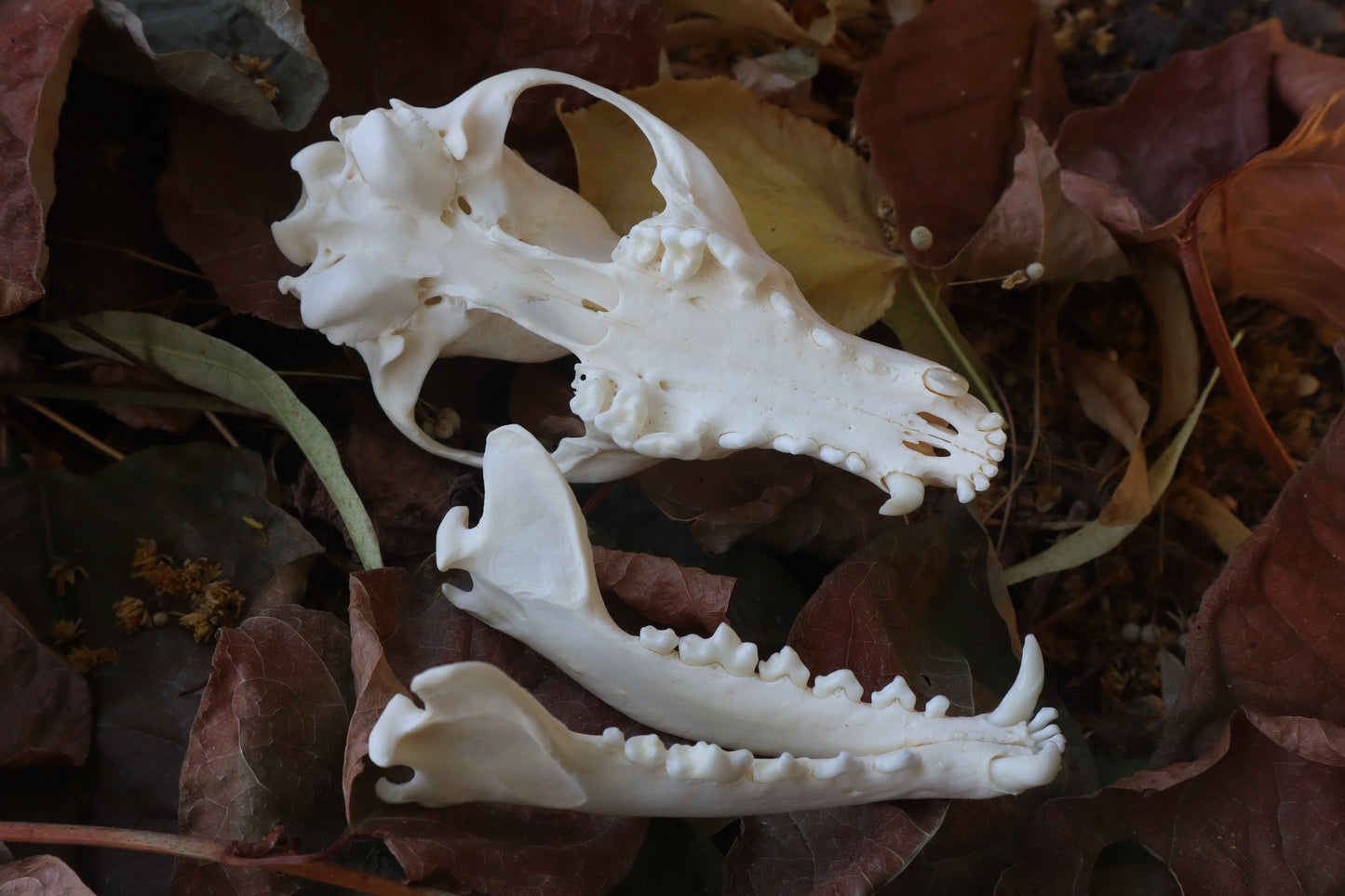Red Fox Skull
