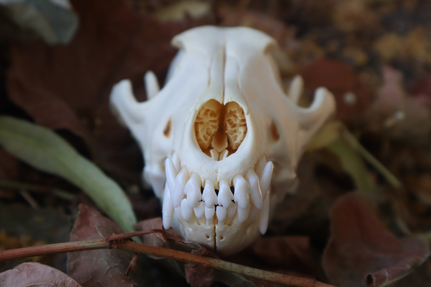 Coyote Skull