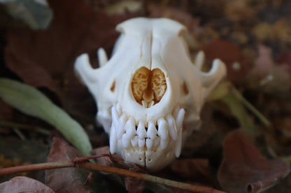 Coyote Skull
