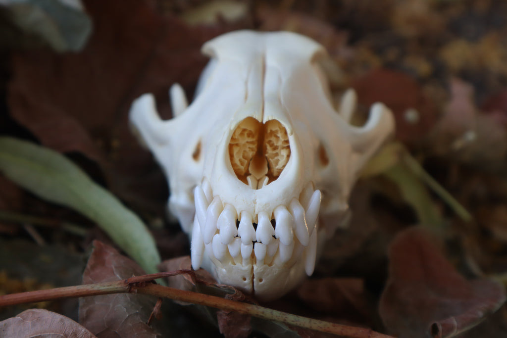 Coyote Skull