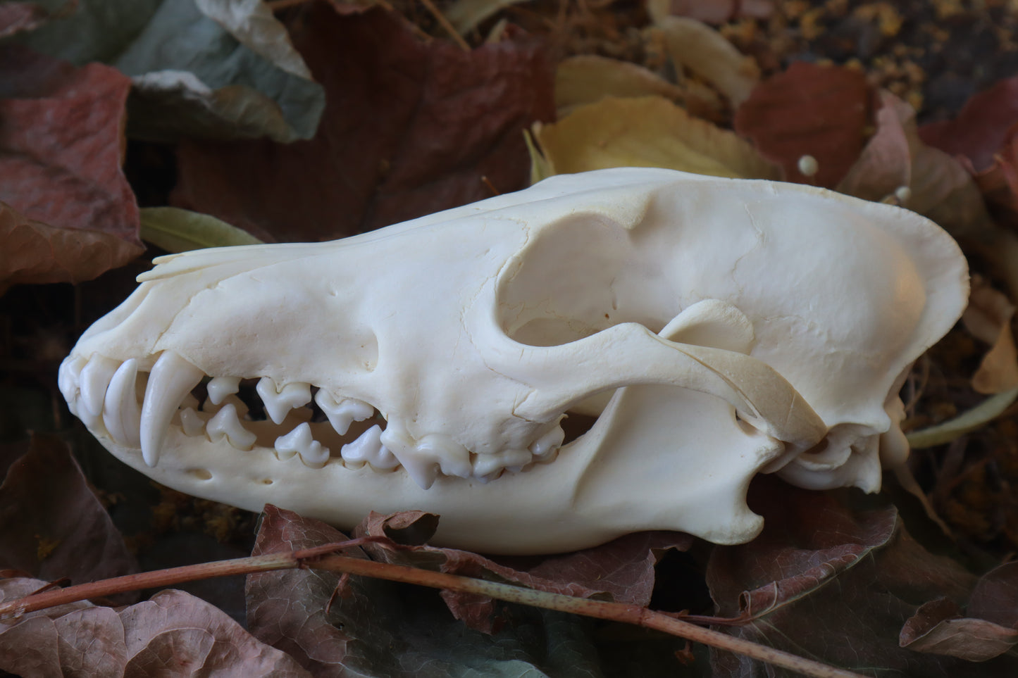 Coyote Skull