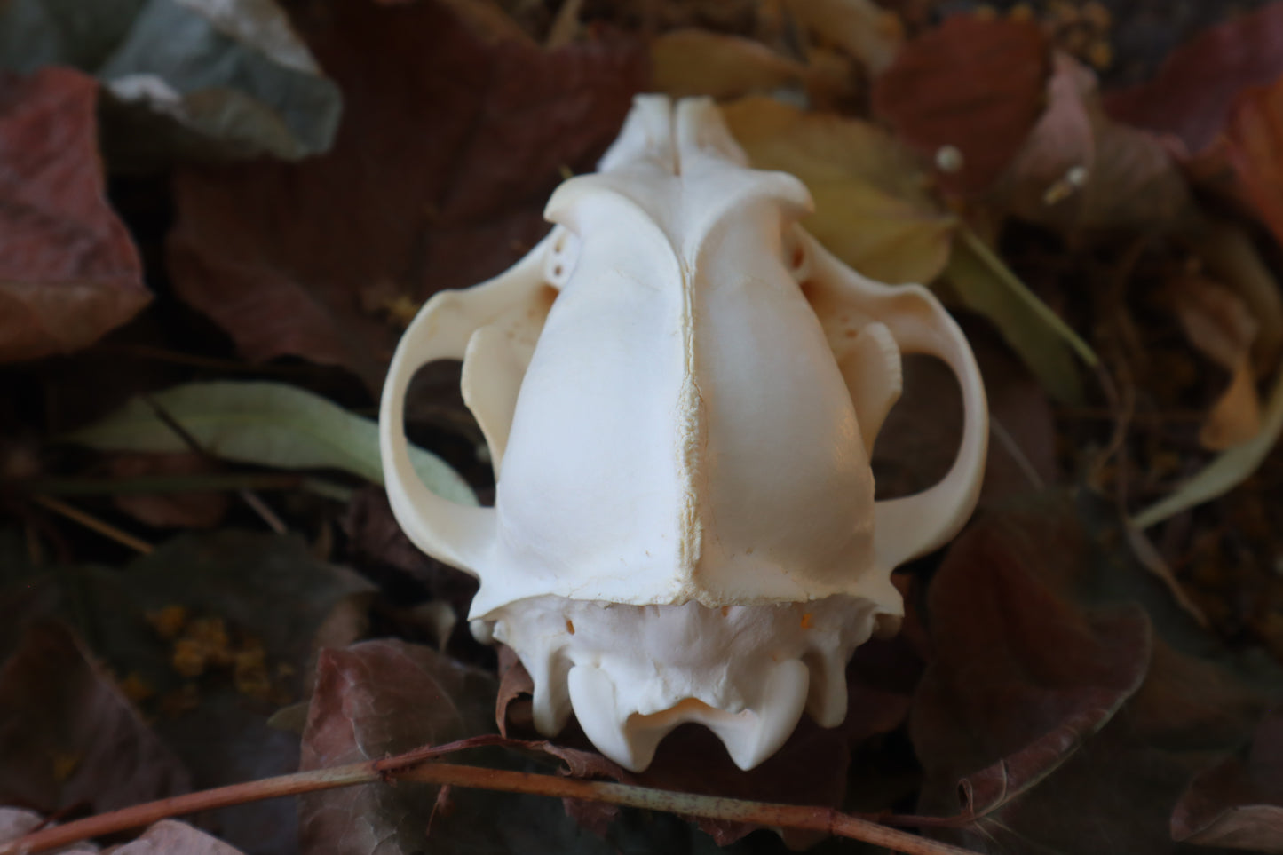 Coyote Skull