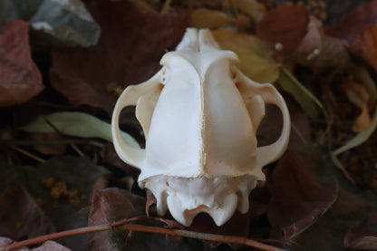 Coyote Skull