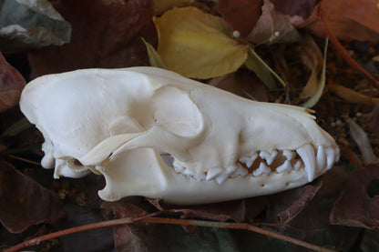 Coyote Skull