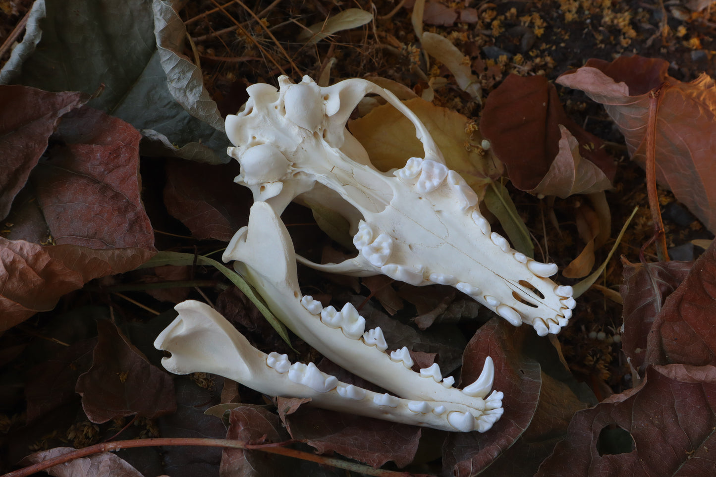 Coyote Skull