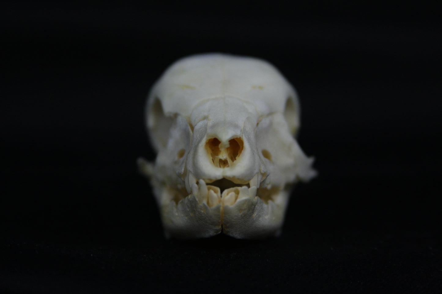 Fetal Pig Skull