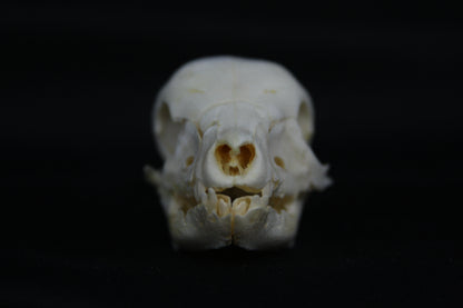 Fetal Pig Skull